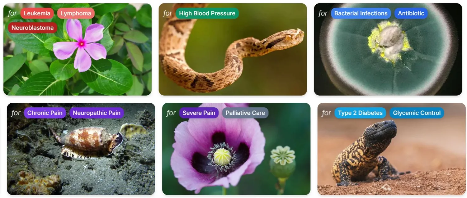 Plants, snakes, molluscs, lizards and fungi mapped to the conditions the drugs derived from them treat